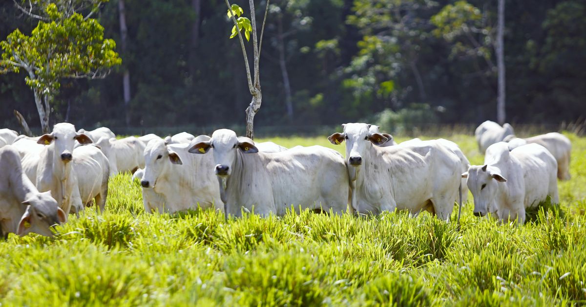 Productores de tierras bajas en Chiriquí se alistan para enfrentar impacto del fenómeno de El Niño