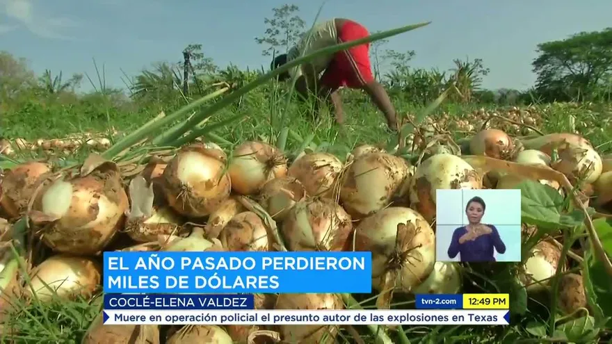 Cebolleros se preparan para cosechar sus productos