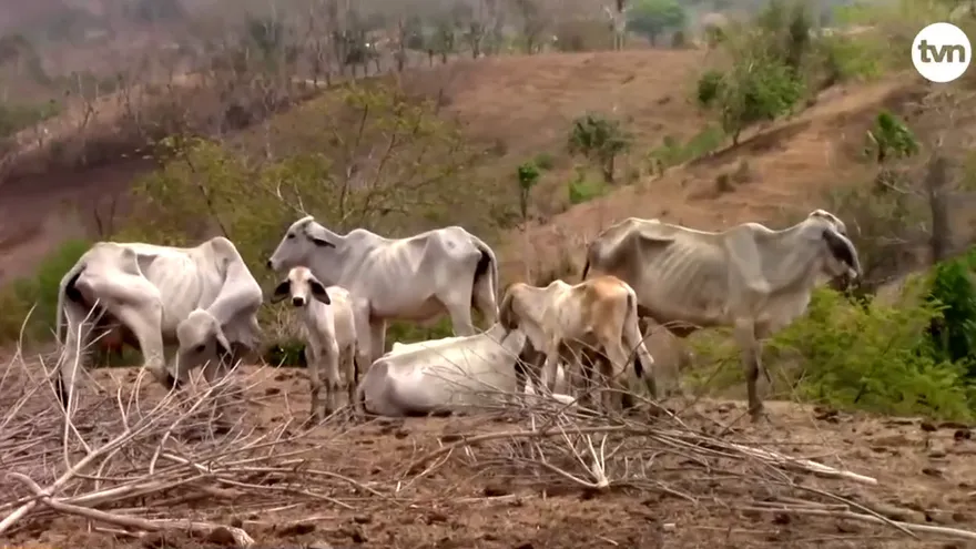 Idaan anuncia medidas para mitigar consecuencias del Fenómeno del Niño