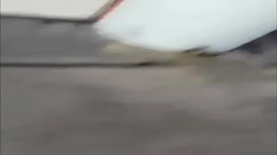 Video que se volvió viral en redes sociales en Panamá