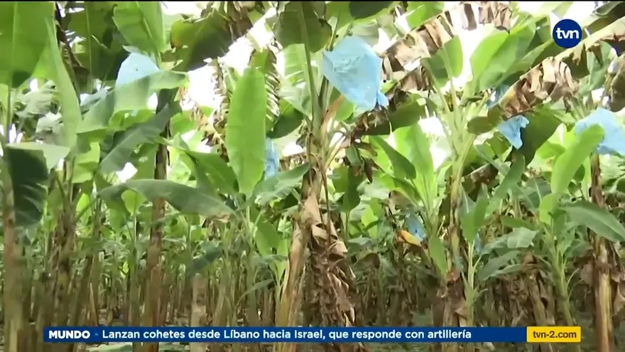 Podría darse un aumento en el precio del plátano