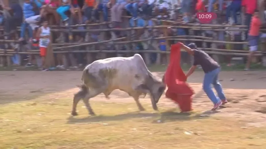 Lo revolcó "el toro" mira la sacudida que le dio en Guararé