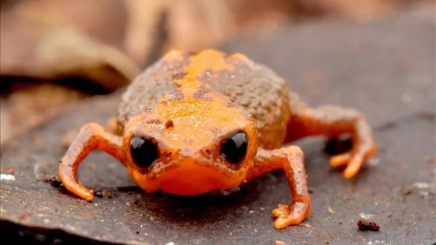 Fotografía cedida por la Fundação Grupo Boticário, fechada el 28 de enero de 2015. Un grupo de investigadores brasileños descubrió una nueva especie de sapo minúsculo, que se caracteriza por medir poco más de un centímetro, ya considerado amenazado por extinción y cuyo hábitat se limita a una región montañosa en ese sureño estado.