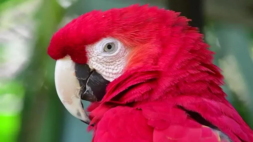 Extinción amenaza hasta a un millón de especies: ONU