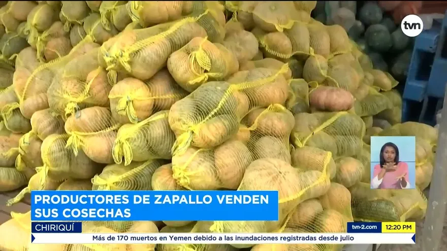 IMA compra 500 quintales a pequeños productores de zapallo