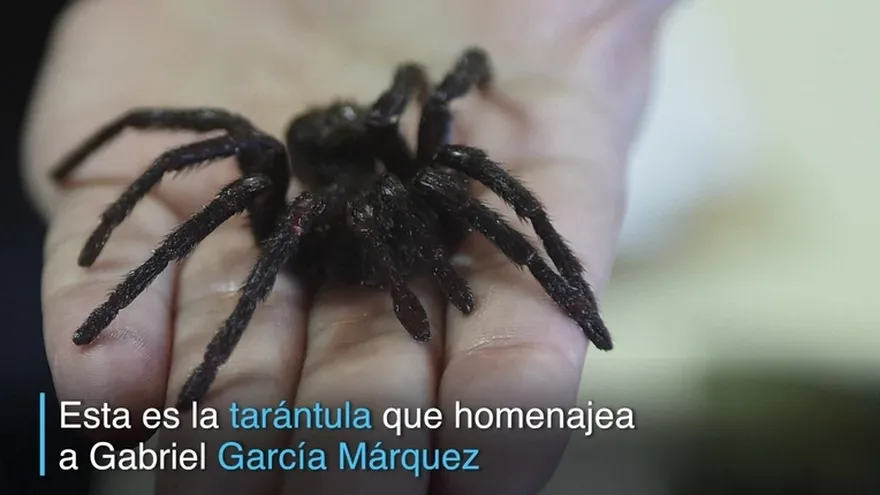 La tarántula que homenajea a García Márquez