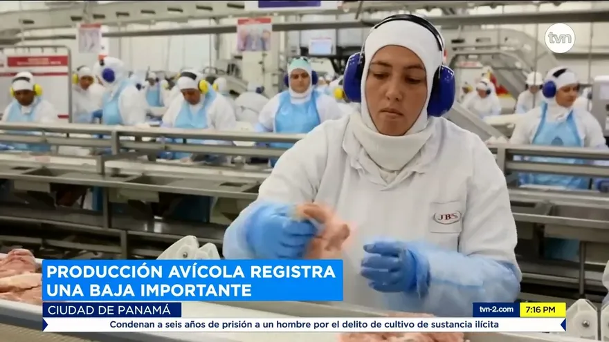 Producción avícola registra una baja importante