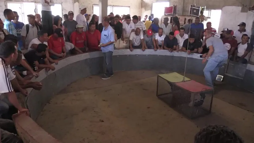 Apuestas en dólares y cero política, peleas de gallos en Venezuela se adaptan a la crisis