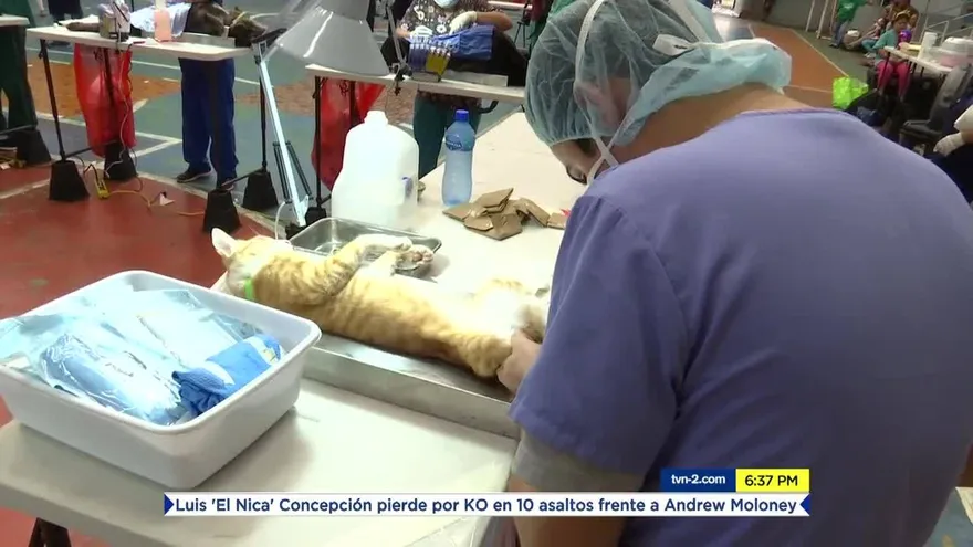 Realizan jornada de esterilización de animales