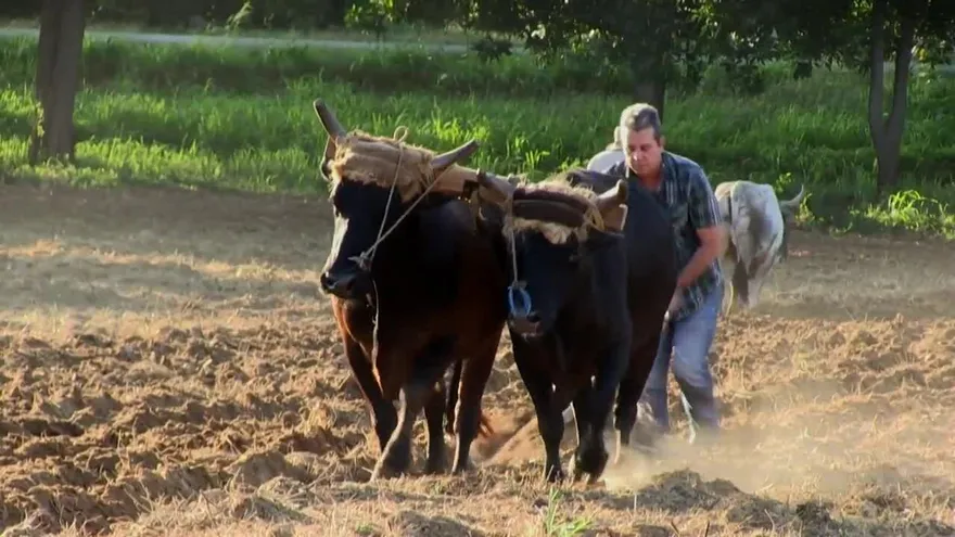 A falta de petróleo, el buey y el caballo mueven Cuba
