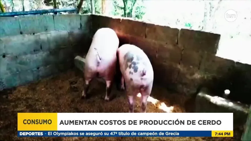 Porcinocultores indican aumento en costos de producción