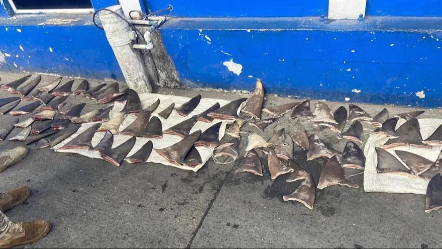 ARAP decomisa aletas de tiburón en operativo