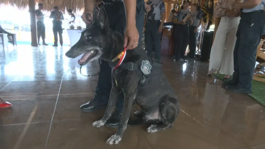 Unidad Canina celebra su aniversario 44° con reconocimiento a perros y guías