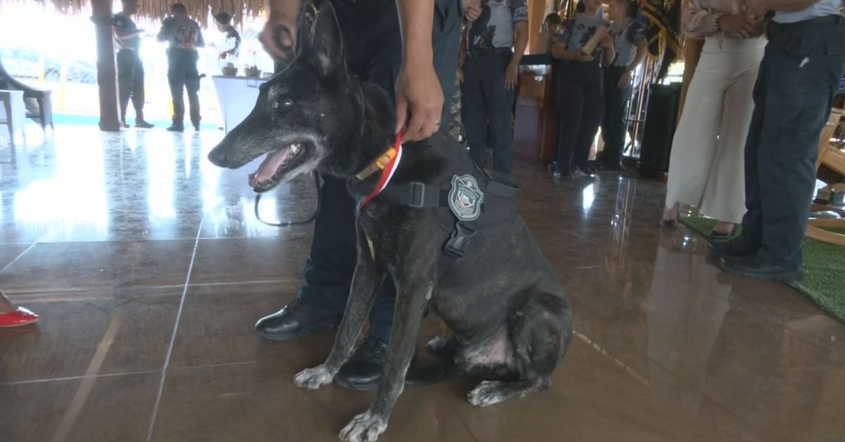 Guardianes de cuatro patas: Condecoran a perros policías en el aniversario 44 de la Unidad Canina