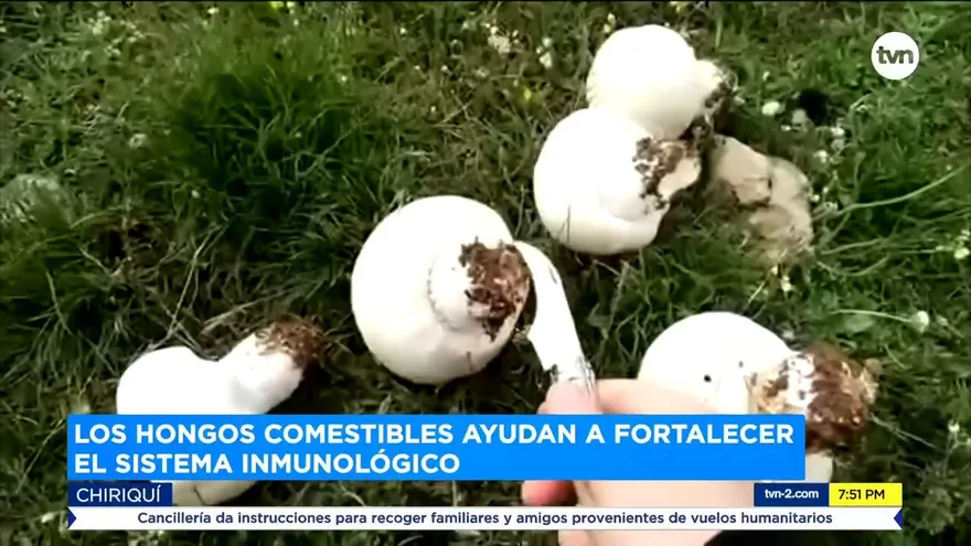 Los hongos comestibles ayudan a fortalecer el sistema inmunológico