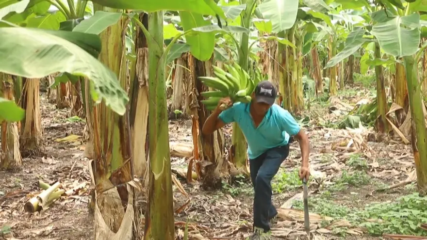 Enfermedad, esterilidad y falta de justicia, los daños de un pesticida en Nicaragua