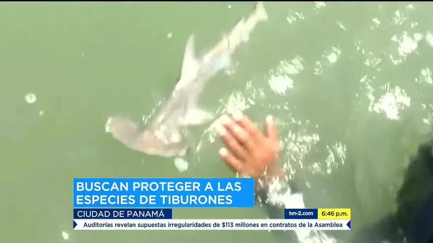 Presentan alternativas para salvar al tiburón martillo