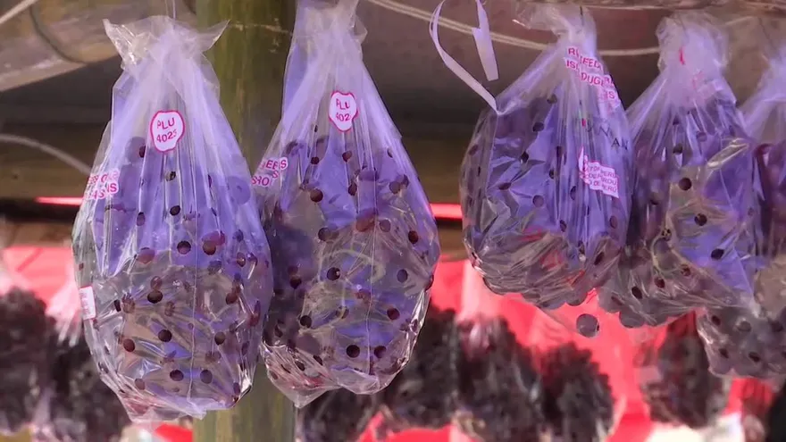 Buscan eliminar el uso de bolsas plásticas