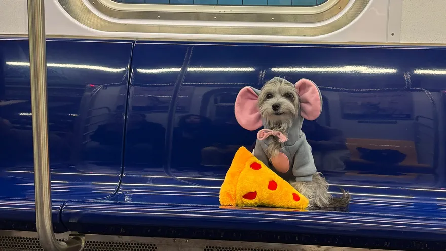 El pequeño perro disfrazado de ratón a bordo del metro de Nueva York