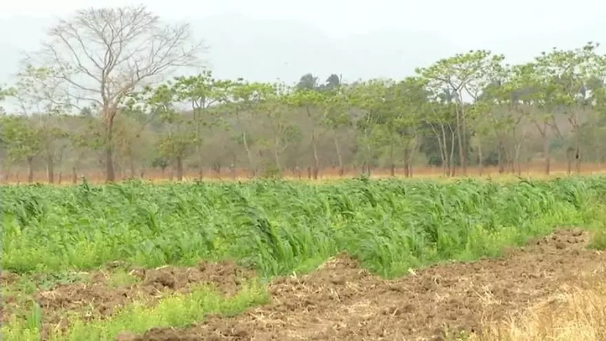 Buscar alternativas al sector agropecuario