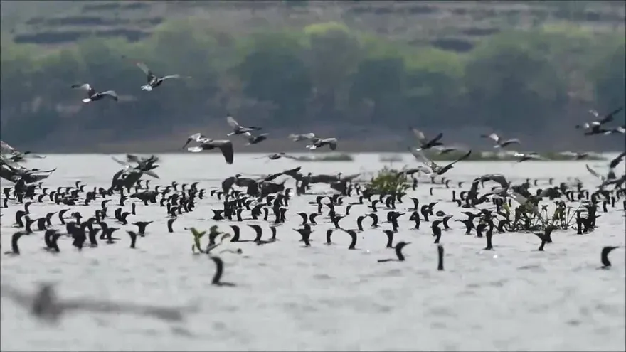 Aves se disputan los peces con lugareños en lago de El Salvador