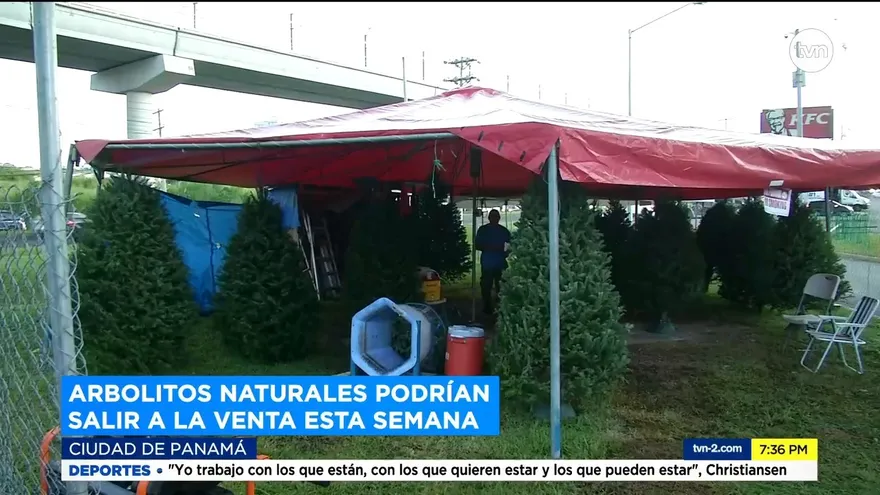 Arbolitos naturales podrían salir a la venta esta semana