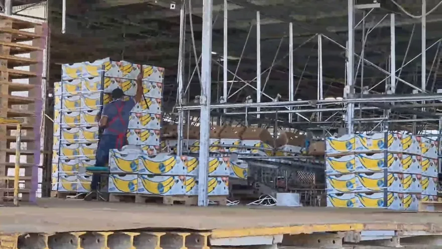 Avanza reactivación bananera en Bocas del Toro