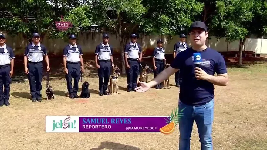 Perros policía en Panamá: los verdaderos héroes caninos