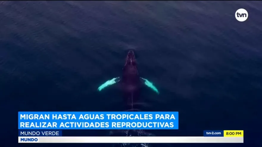 Mundo Verde: Ballenas jorobadas