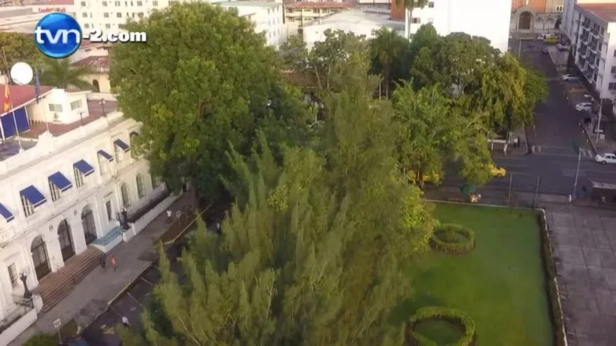 Árboles en la capital mantienen divididas a las autoridades