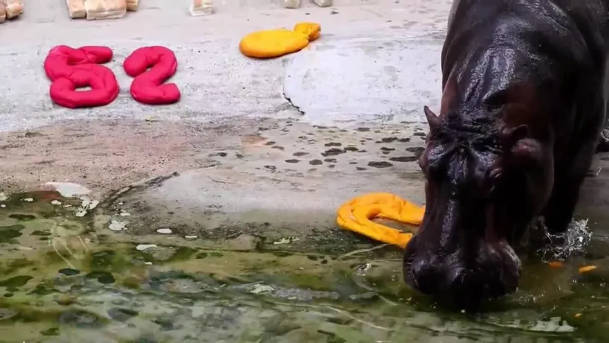 Celebran el 52 cumpleaños del hipopótamo en cautividad más longevo en Tailandia