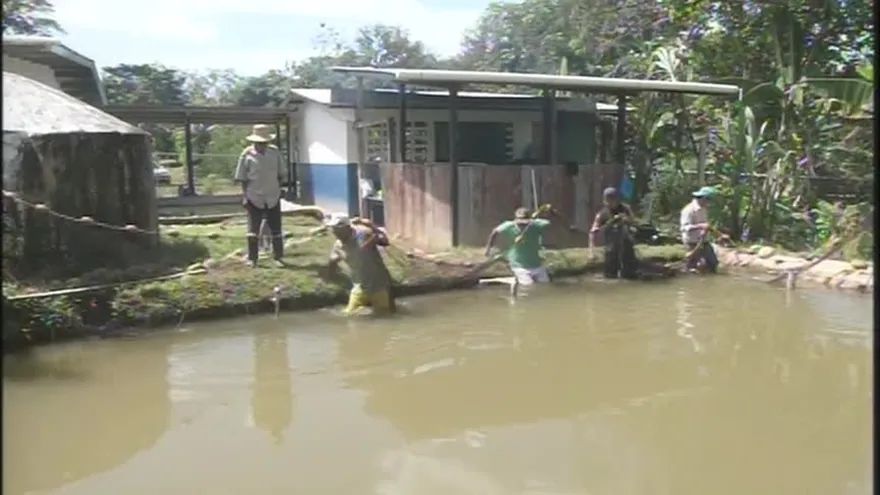 Inician cosecha de la tilapia en escuela de Veraguas