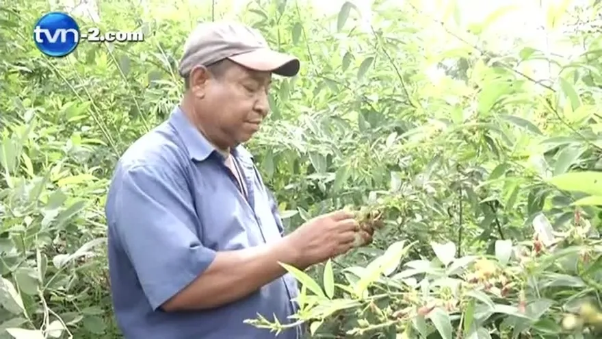 Baja producción de guandú puede aumentar el precio del producto