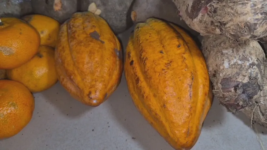 Entre los principales atractivos se encuentra la participación de agricultores del sector El Pantano, quienes destacan que rubros tradicionales como el cacao y la canela continúan siendo parte fundamental de la economía familiar y la identidad productiva de la comunidad santafereña.