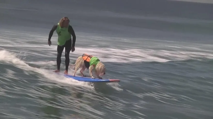Un torneo de surf para perrosUn torneo de surf para perros