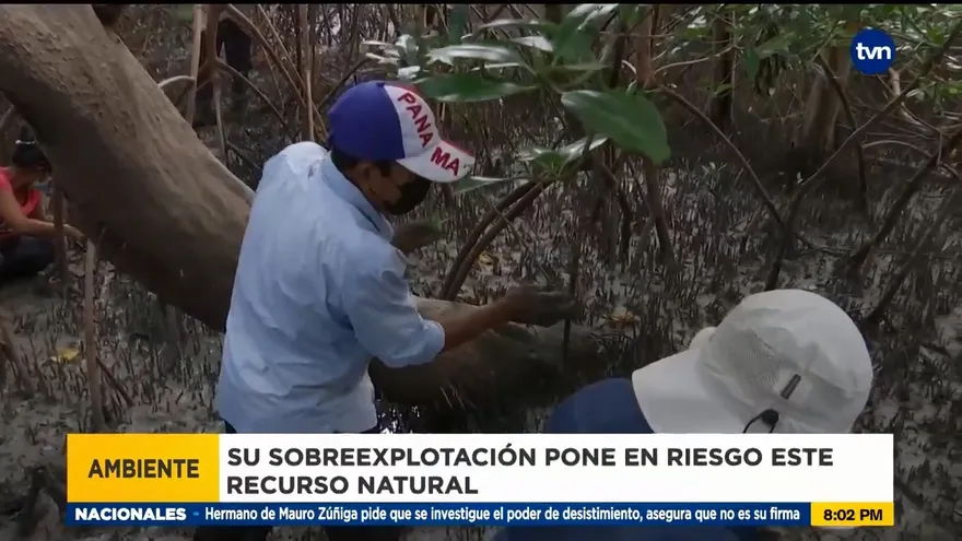 Mundo Verde: La concha negra