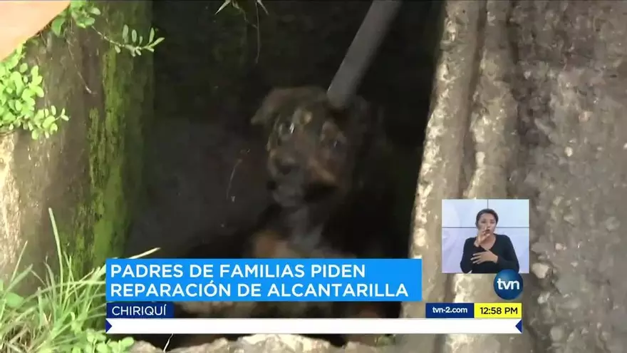 Bomberos rescatan a un cachorro, el hecho se viraliza
