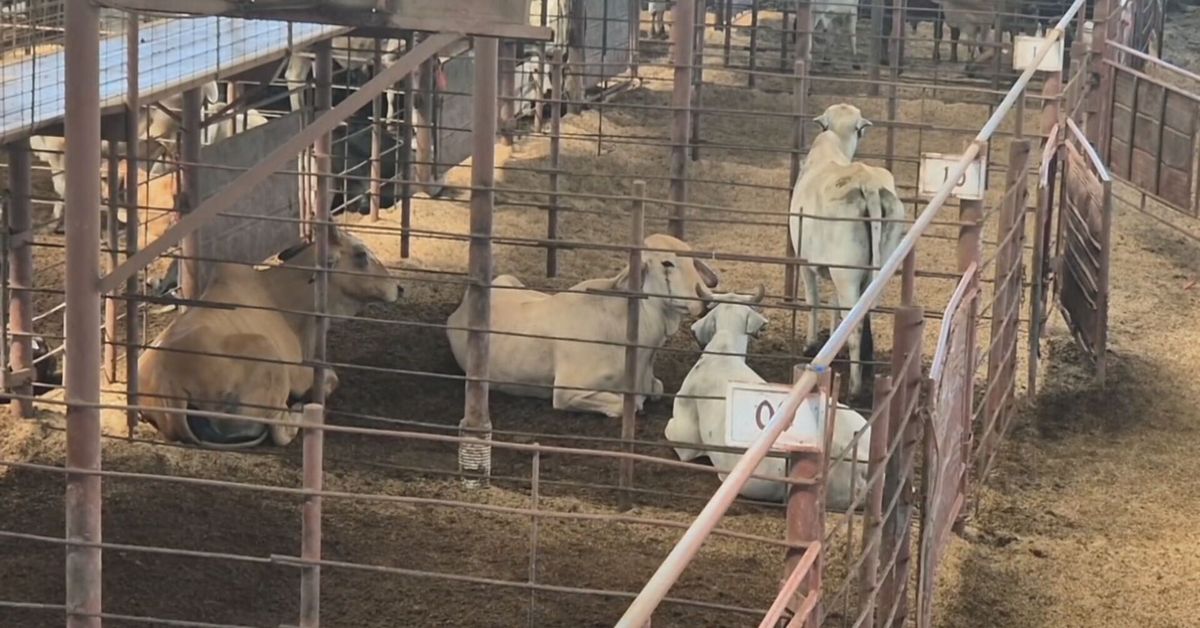 Ganaderos piden mantener restricciones a leche de Costa Rica y defender normas sanitarias
