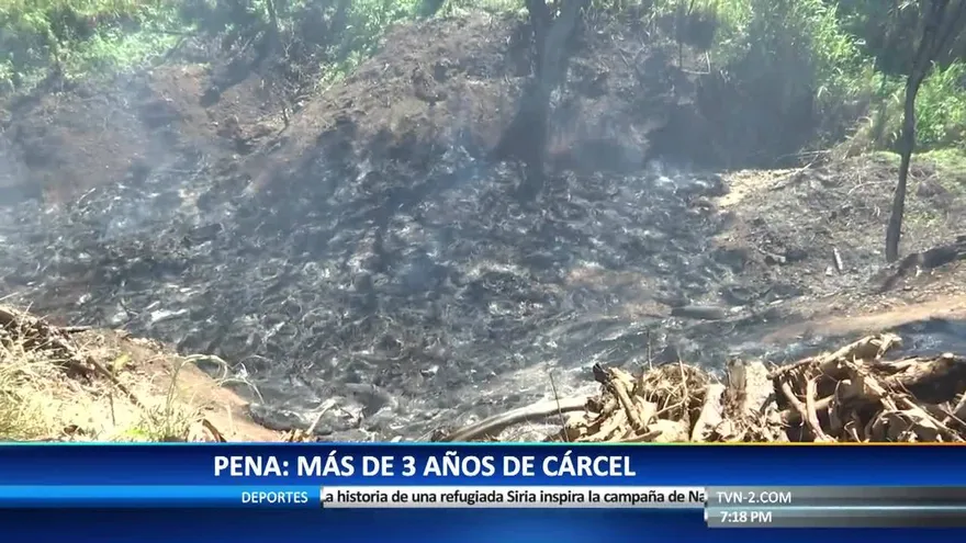 Denuncian delito ecológico en Chepo