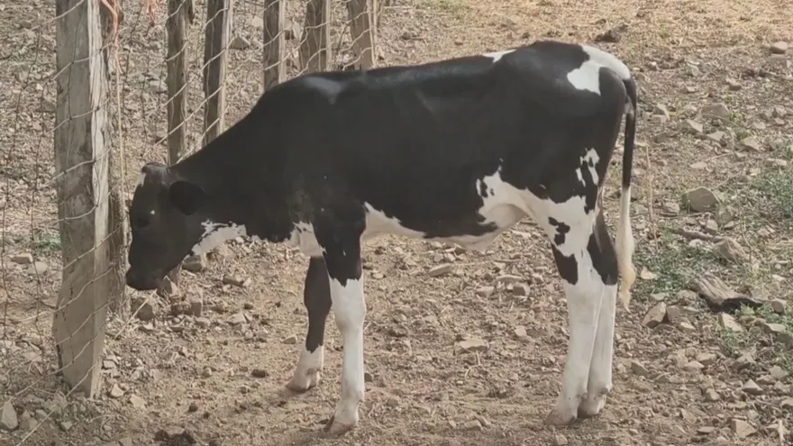 Ganadería afectada por fenómeno de El Niño en Azuero