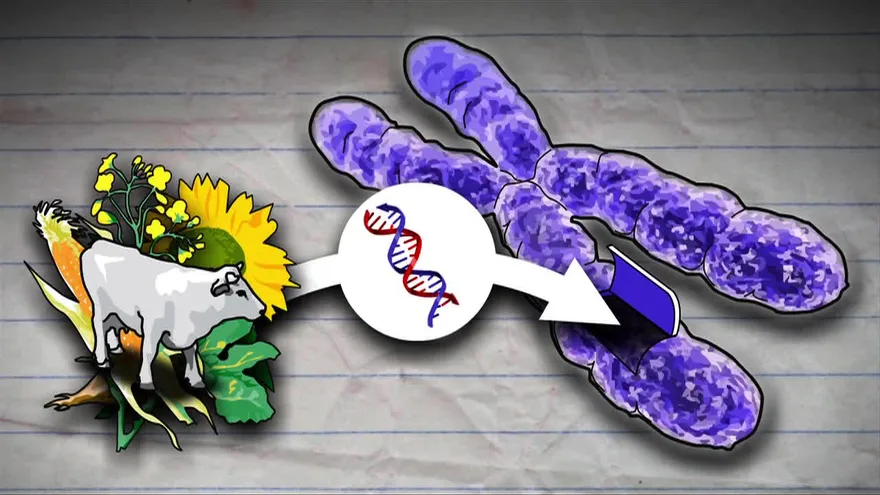 Escocia decide prohibir el cultivo de transgénicos en su territorio