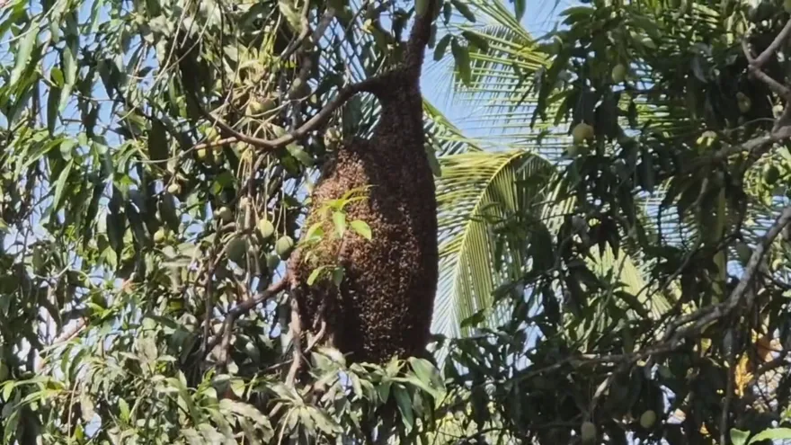 Más de 20 casos de control de abejas en las últimas semanas en Chiriquí