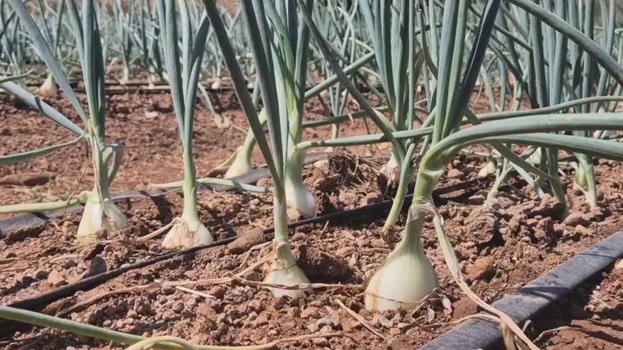 Acodeco y Minsa ejecutan operativos tras detectar anomalías en cebollas