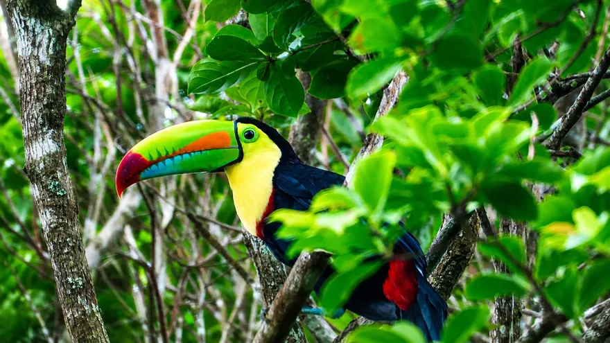 El tucán es una de las aves observadas durante el Big Global Day 2026