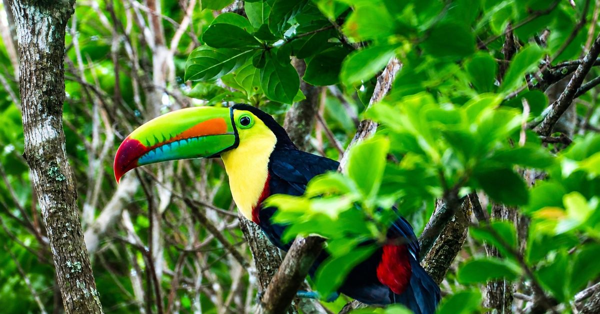 Global Big Day 2026: Panamá responde masivamente al avistamiento de aves a nivel nacional