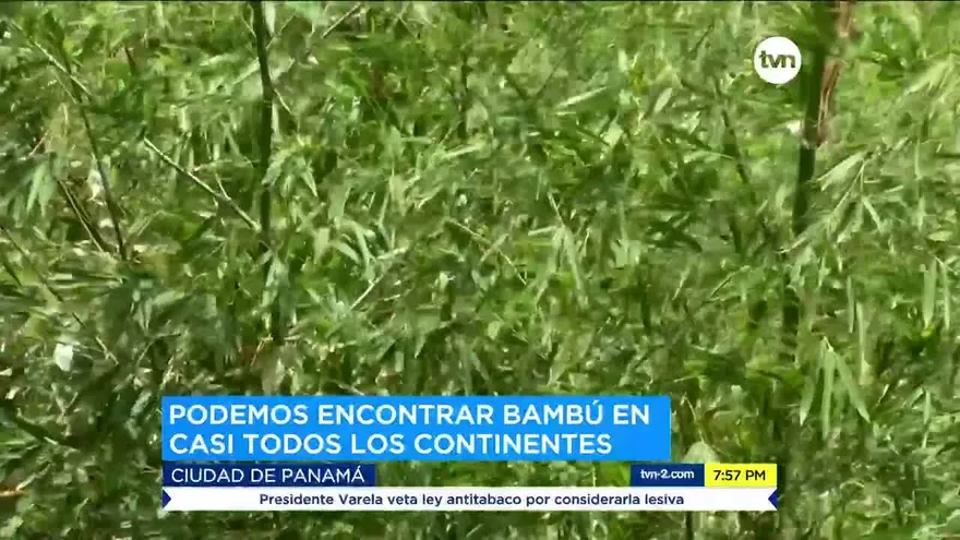 Los beneficios del bambú para el medio ambiente
