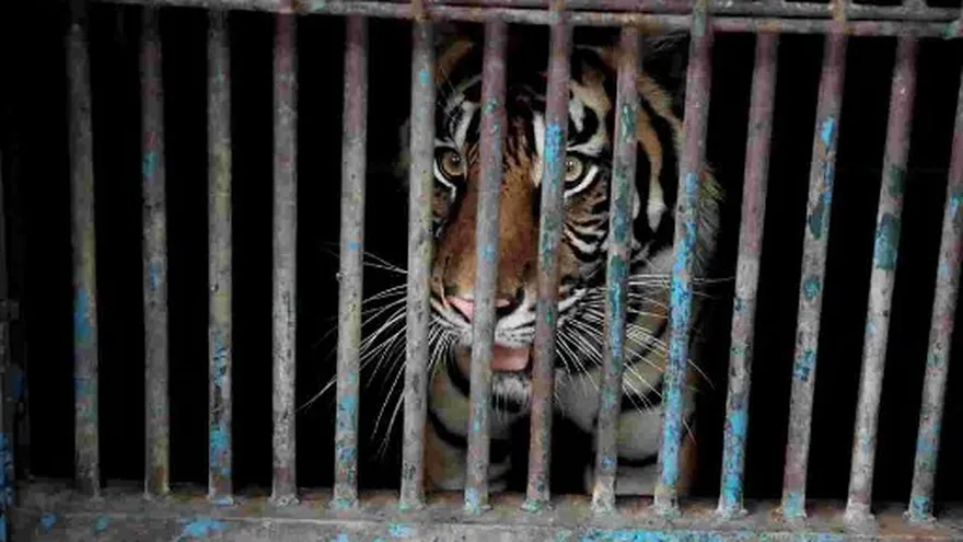 Los dos machos recibieron tratamiento y se están curando.