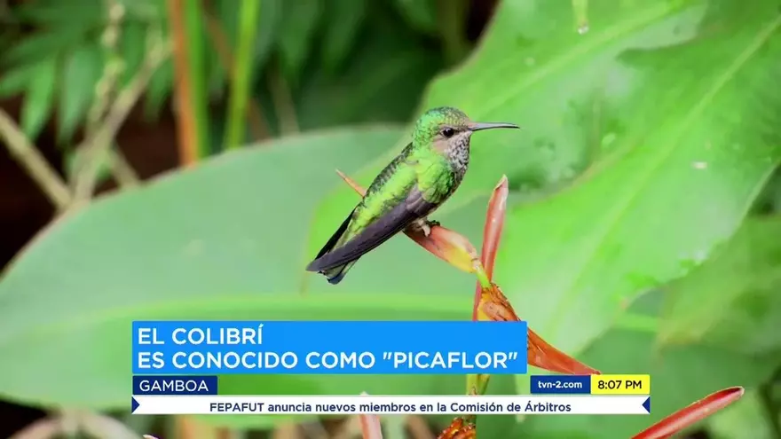 El colibrí