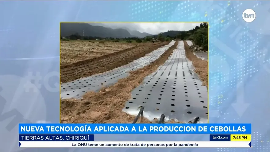 Nueva tecnología es aplicada a la producción de cebollas