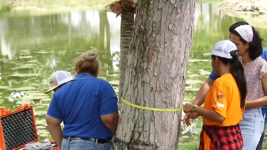 Mundo Verde: Arboles enfermos